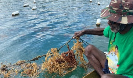 Revitalizing seaweed cultivation across Southeast Asia to empower coastal communities