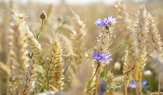 Agricultural waste to textiles of the future
