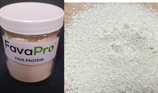 Burcon launches fava protein isolate