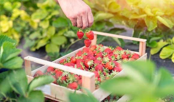 Healthy concepts featuring fruit and vegetable purees