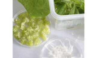Plant-based ingredients target inflammation and skin aging