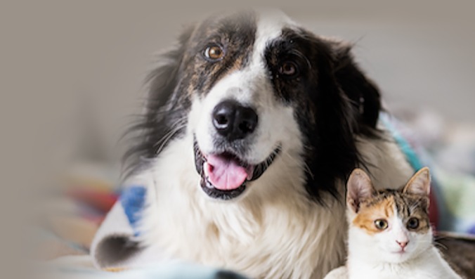 宠物护理产品配方开发指南