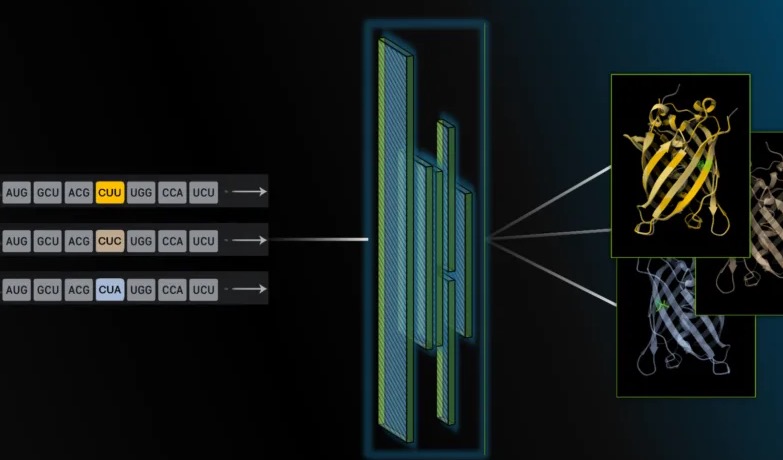 英伟达发布RNA基础模型CodonFM，密码子层面建模开辟药物设计新路径