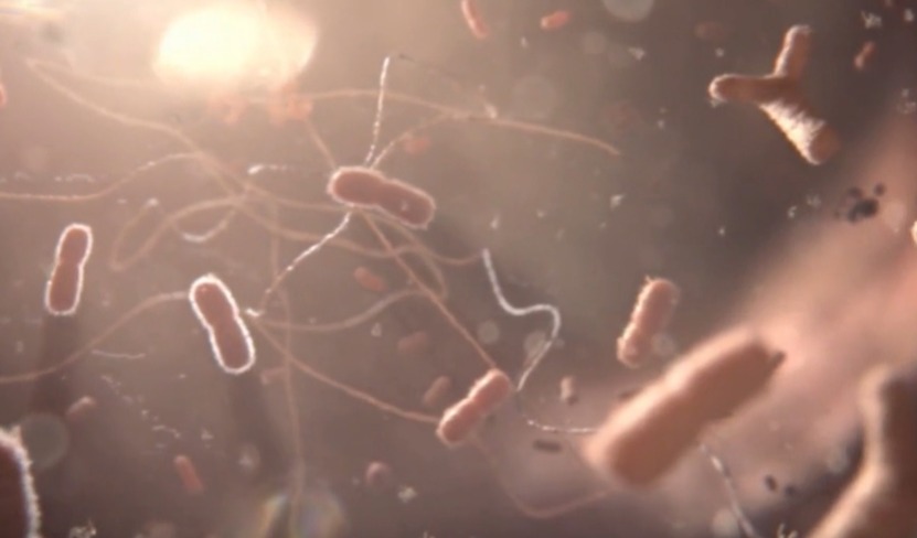 Life-Space unveils probiotics in Southeast Asia