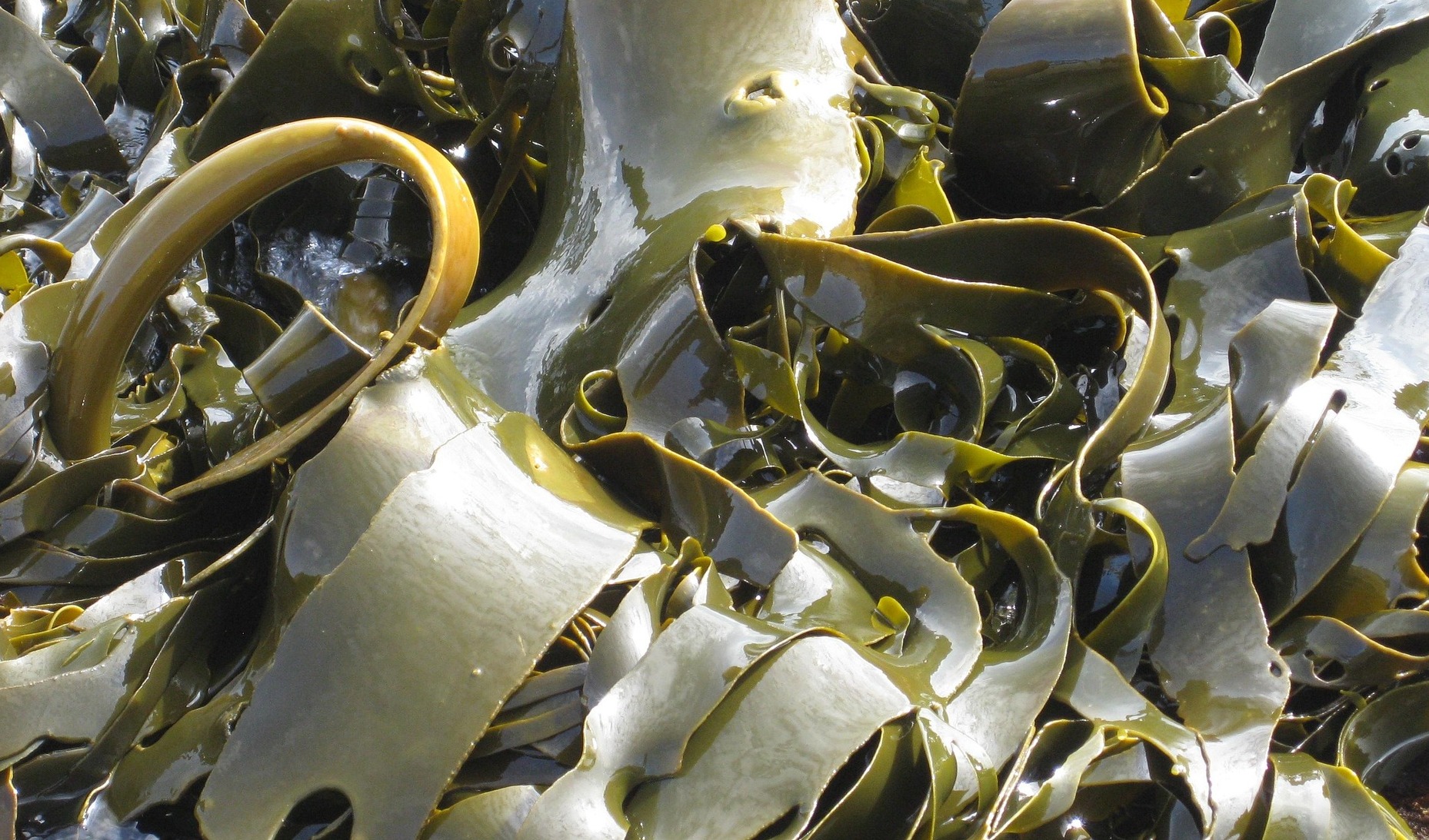 从素材到活性物，海藻原料正走向化妆品产业的中心？