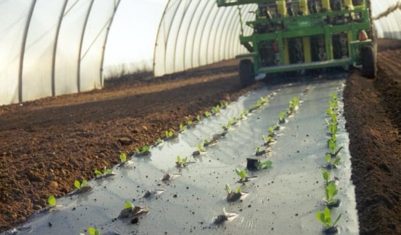 Novamont：Mater-Bi地膜可被视为一种无机肥料，不会释放持久性微塑料