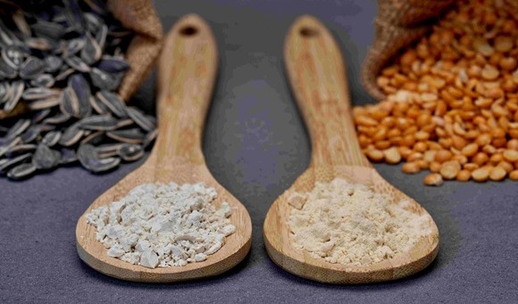 Burcon pea and sunflower proteins outperform in plant-based cheese study