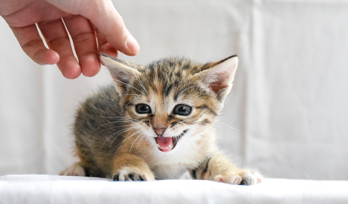 宠物经济扩容，开始打响“专业人才之战”？