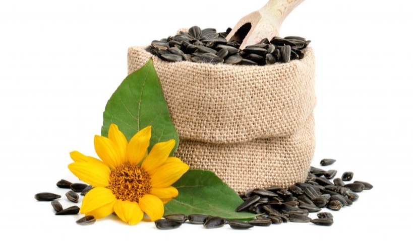 Burcon pea and sunflower proteins outperform in plant-based cheese study