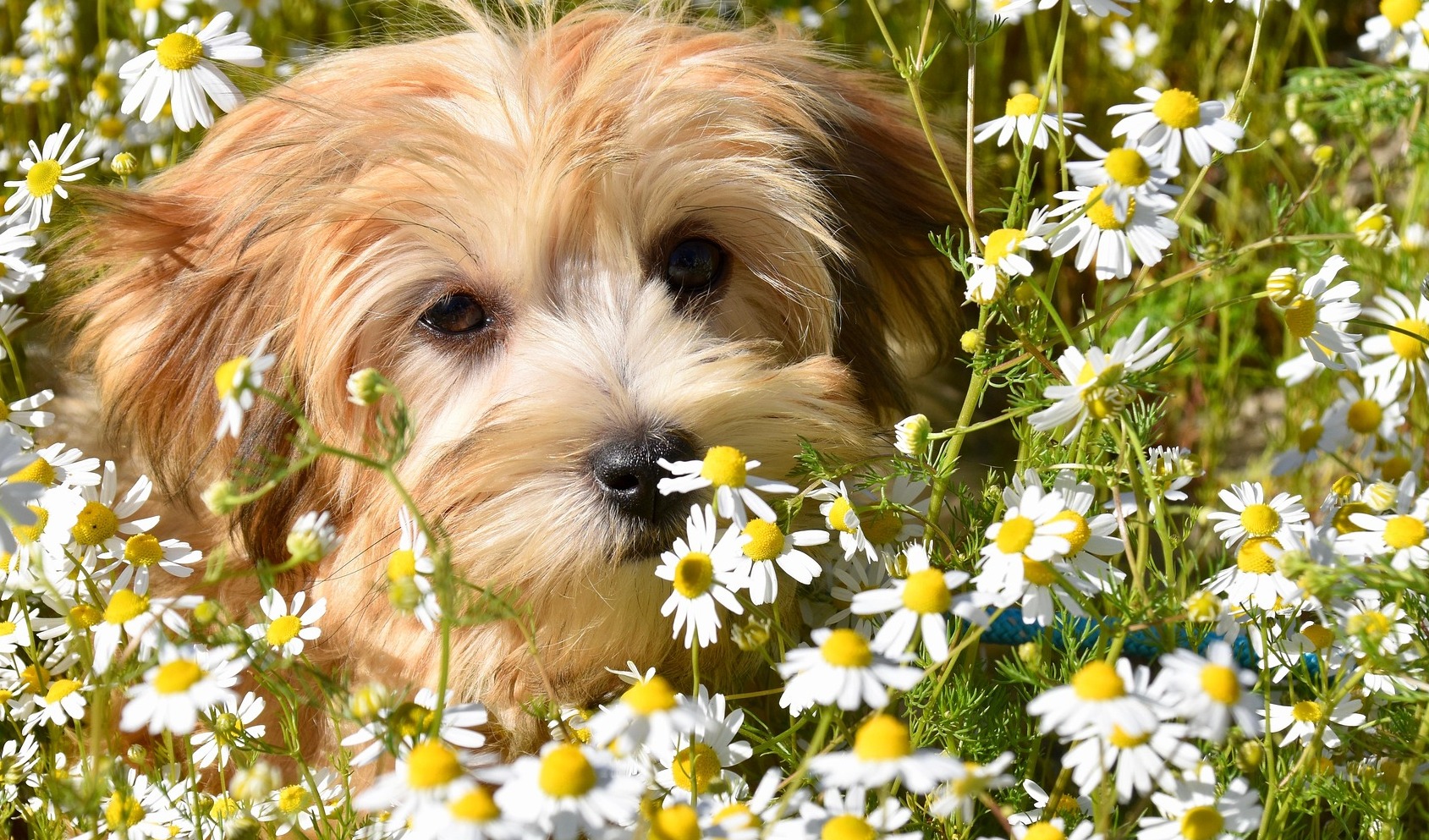 从表皮到系统健康，宠物毛发研究的健康管理升级之路