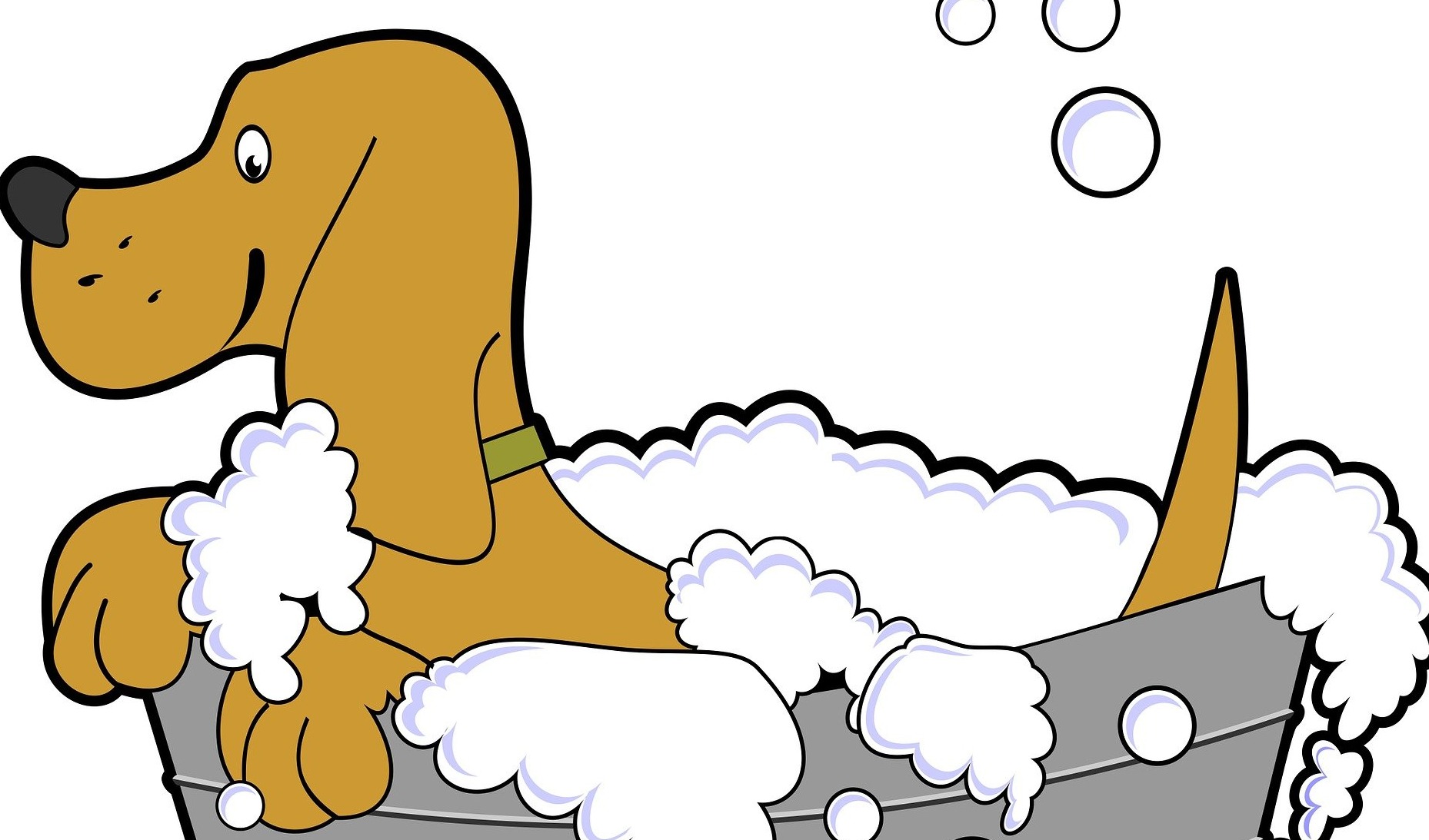 从“洗一洗”到“养一生”，年末宠物洗护回望观察