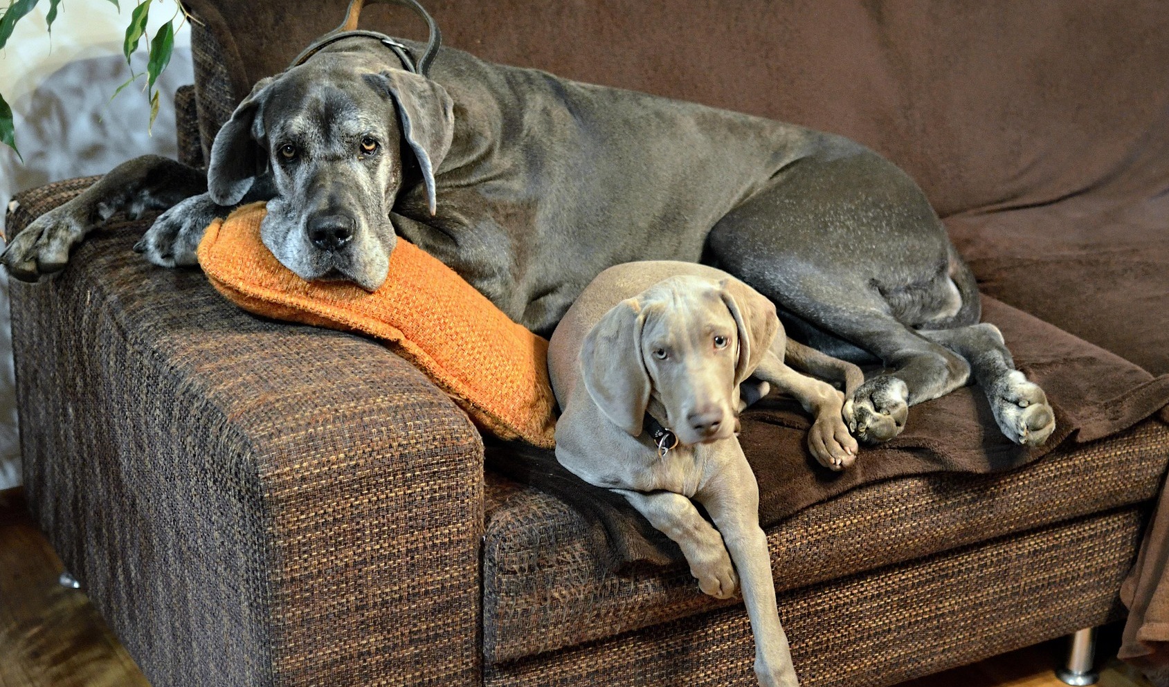 从最初的设计开始，当度假村开始为宠物预留位置