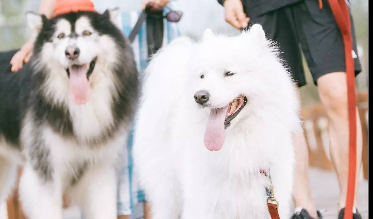 功能型、通用型宠物浴液香波占比过半，新报告透露宠主洗护新哲学