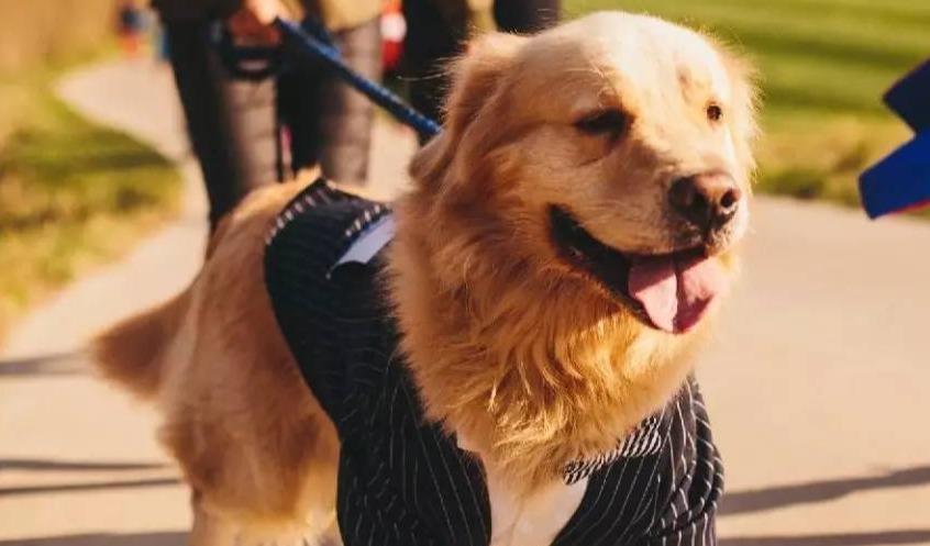 2月1号起实施，首个宠物友好商场团体标准正式发布