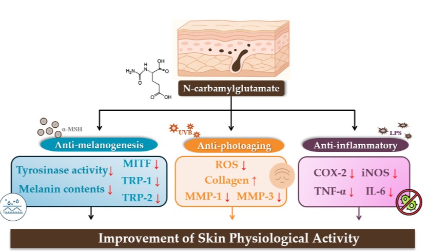 韩国一项研究揭示,NCG具有抗氧化、抗衰老、抗黑色素生成和抗炎活性