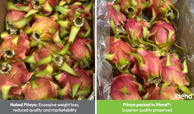 StePacPPC 先进气调包装助力火龙果实现长距离海运