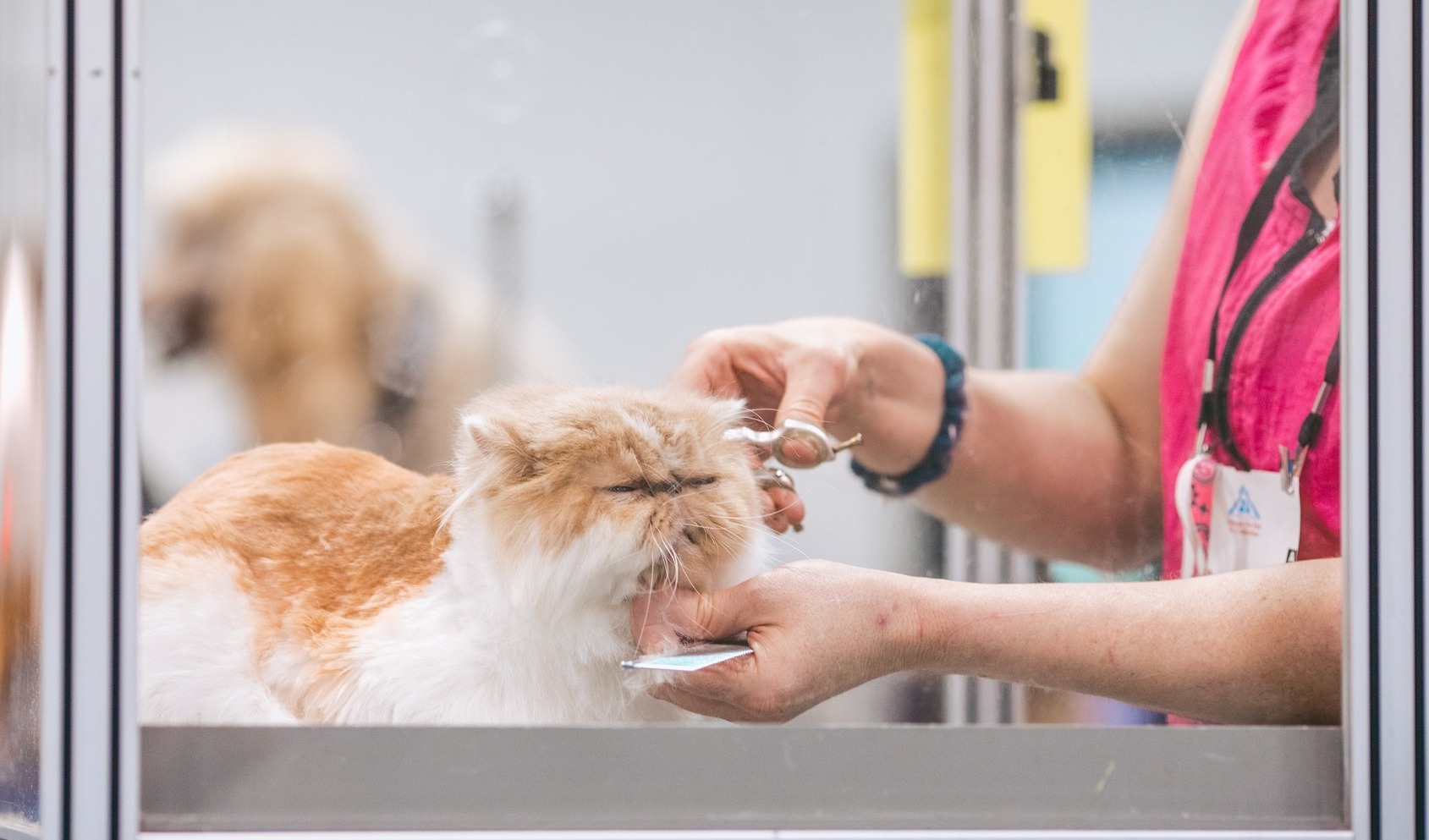 从一张罚单开始，当宠物企业走出 OEM，“合规”正在成为新的生死线