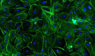 结合人工智能，Debut 首发专业级紧肤生物科技活性成分