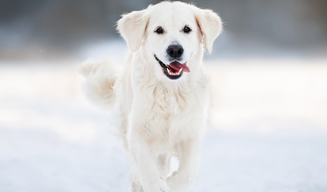 赛彼科布局宠物护理赛道，推出 Sepifriend 系列