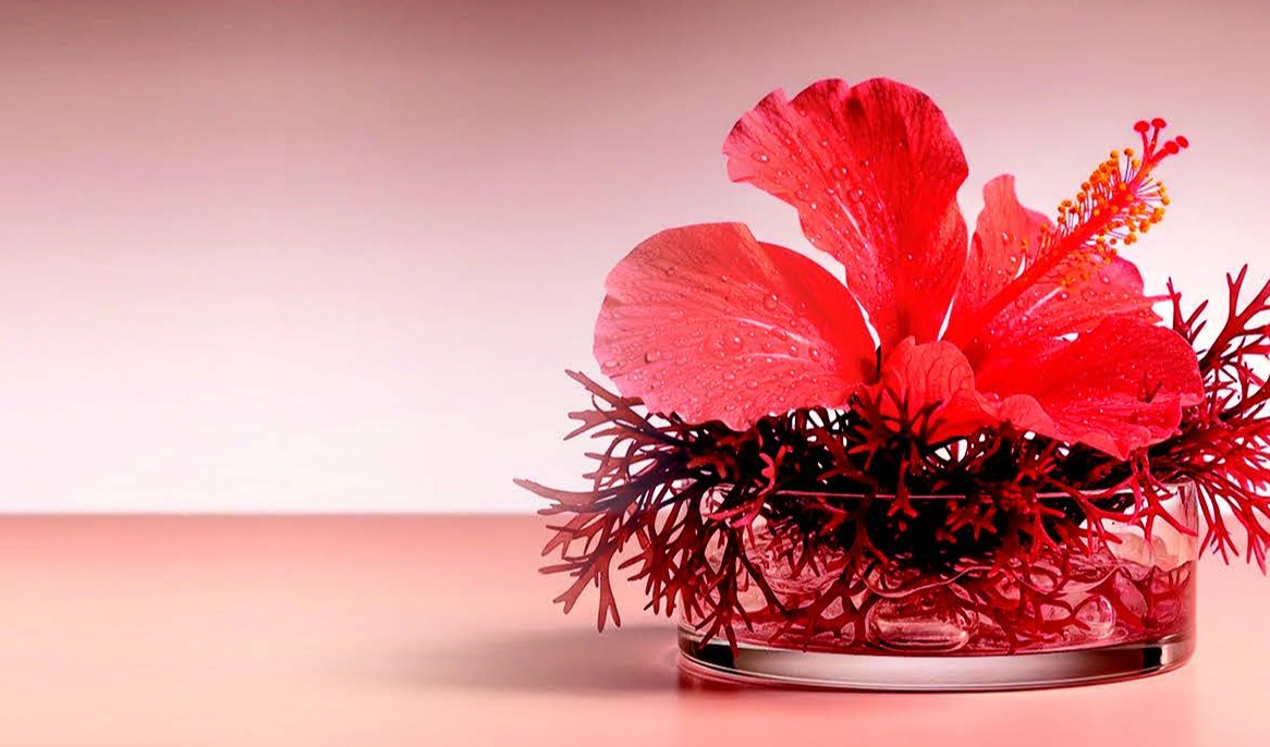 红藻与木槿花协同提取物的临床评估： 在成熟肌肤中减少皱纹、提升紧致度的有效性