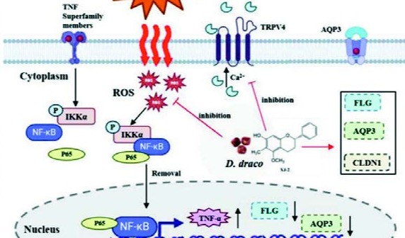 麒麟竭活性单体XJ-2： 从多靶点机制到皮肤健康产业应用新前景