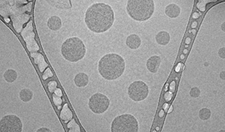 弹性体脂质体技术让EGF“穿透”皮肤屏障,韩国团队开发新型透皮递送平台