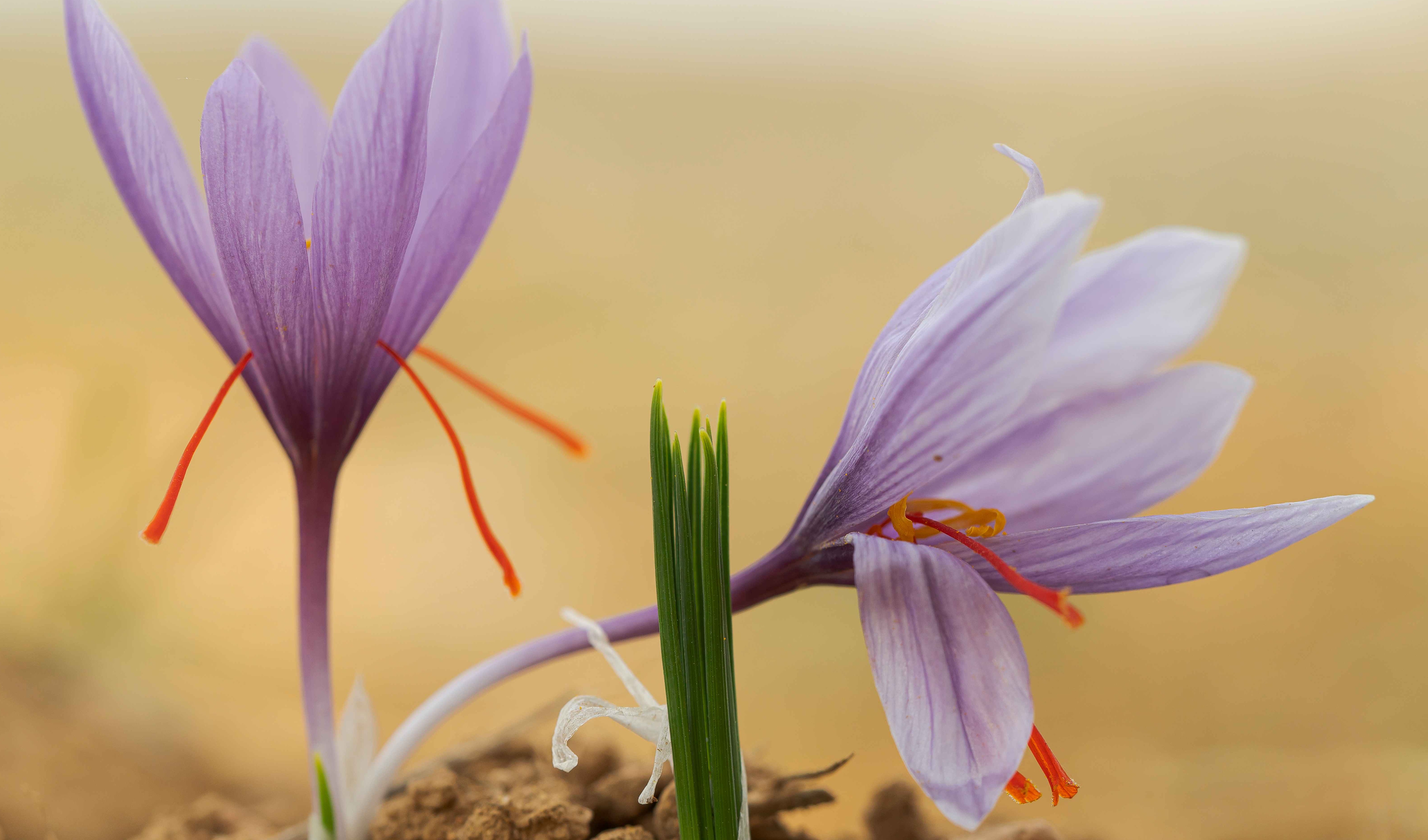 Affron藏红花提取物获韩国食药部首个"缓解压力"功能认证