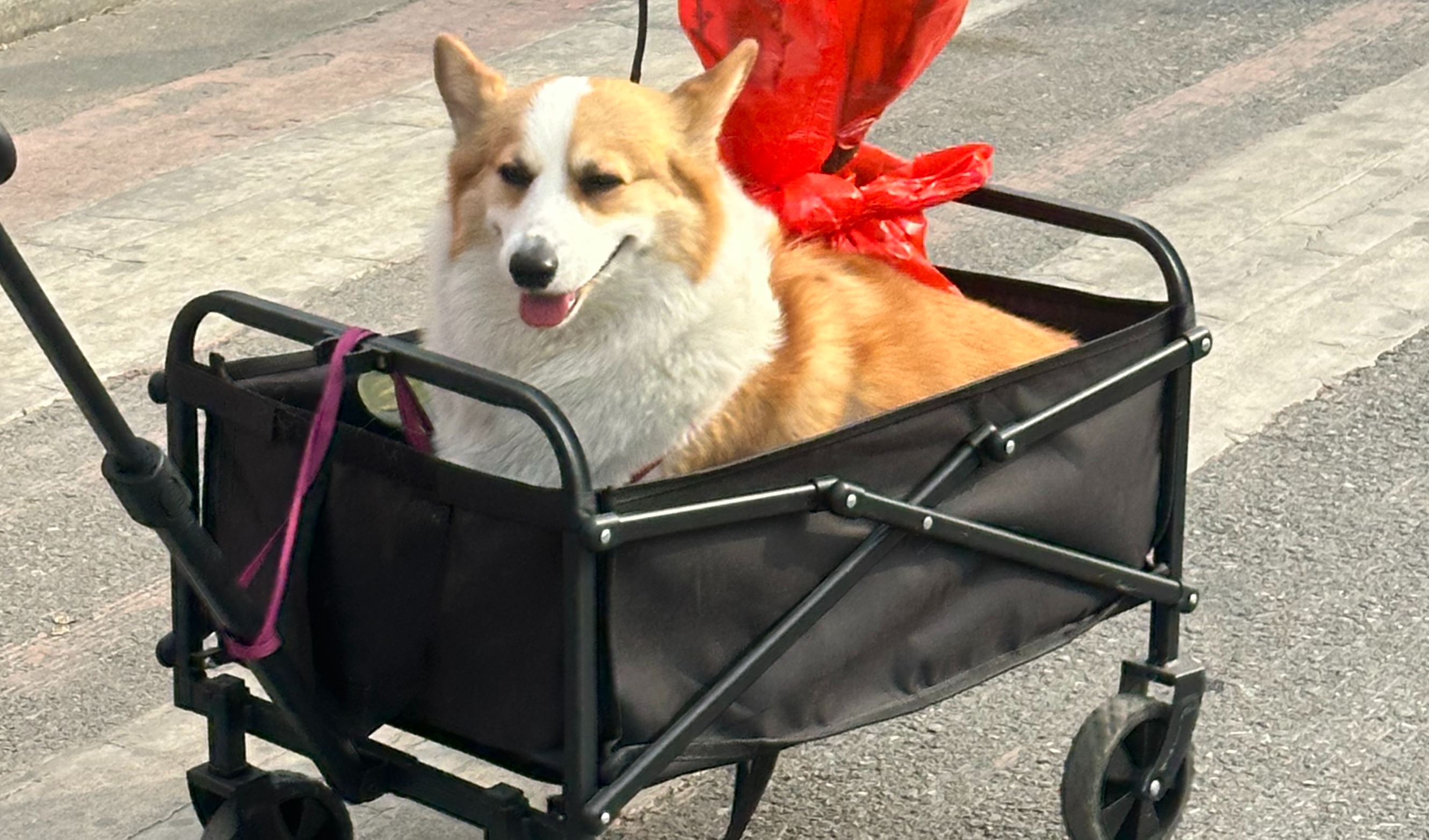 寄养需求环比+46%，节日溢价高达30%，春节潮后宠物服务行业结构性升级思考