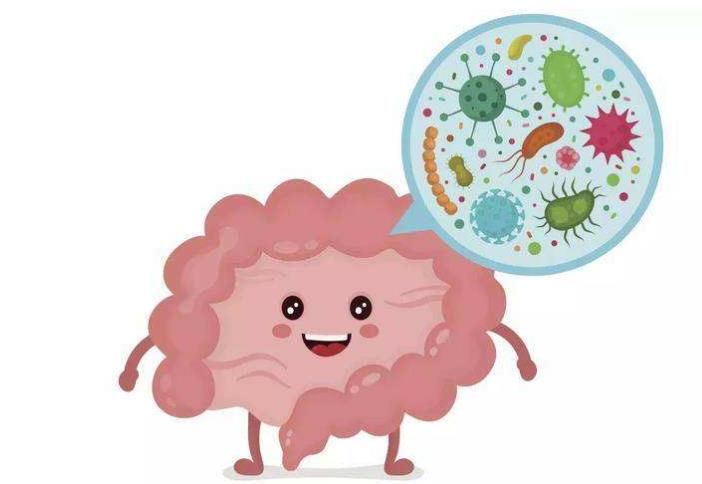 胭脂树维生素E可能影响肠道菌群，促进代谢健康