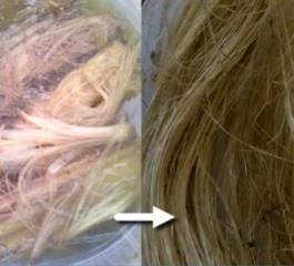 非洲利用车前草制成复合材料可用于汽车