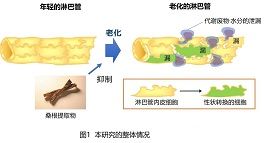 资生堂阐明皮肤淋巴管老化机理
