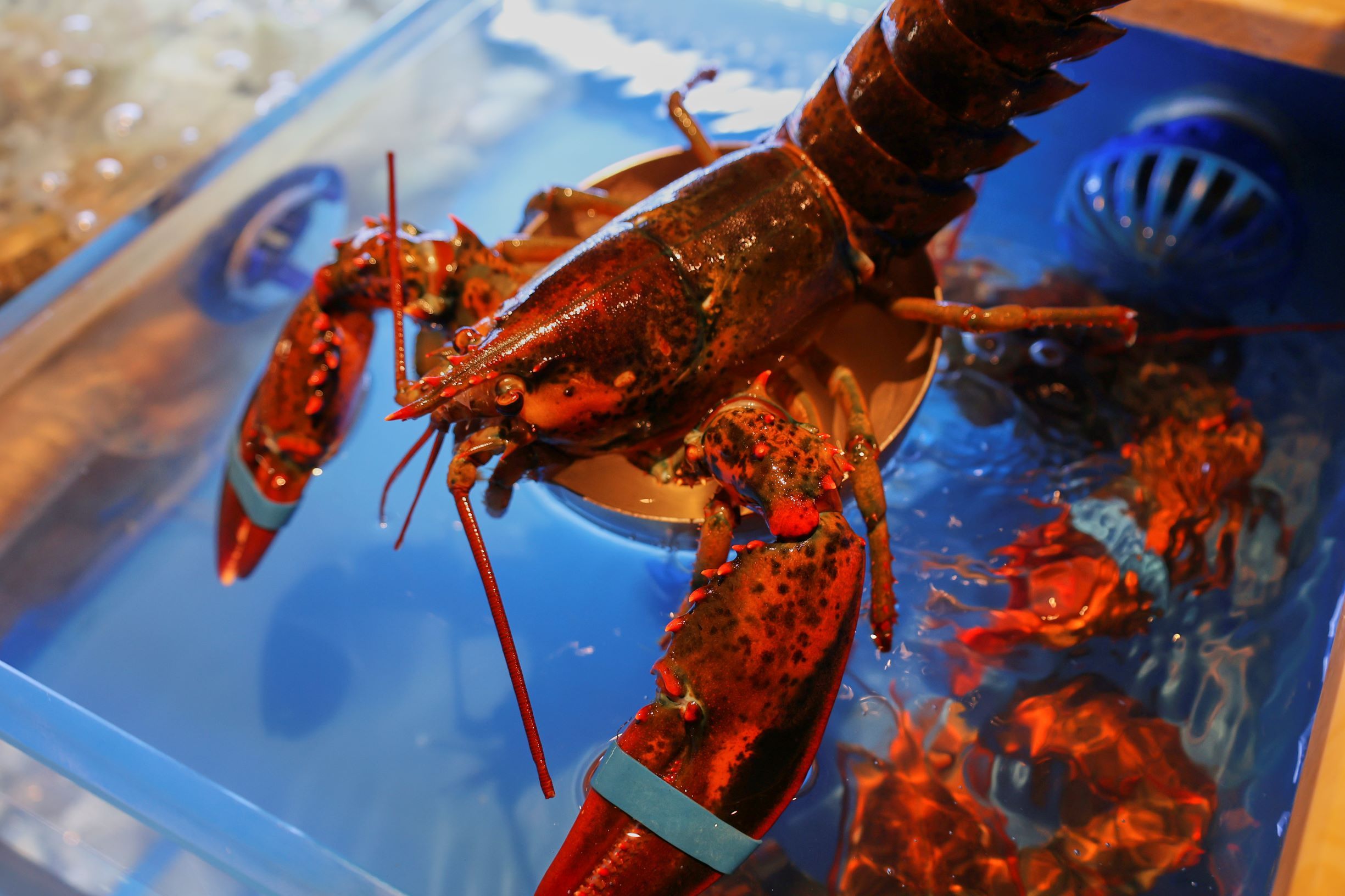 上海环球港凯悦酒店自助餐推出海鲜新主题：让“虾兵蟹将”主宰这一季的菜单