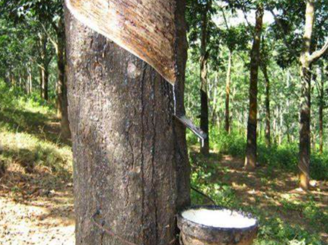 泰国提供250亿橡胶企业信贷，每企业不得超过4成