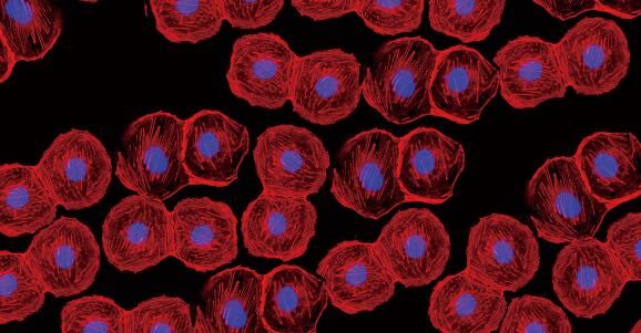 机器视觉助力生物医学成像