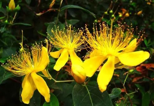 抗病毒+抗抑郁+燃脂，“贯叶金丝桃素”新药理研究