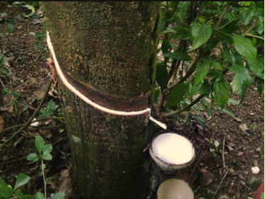 IRSG预期全球2021年天然橡胶消费量将增加7%