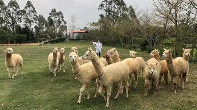 羊驼纳米抗体建库筛选技术的基本流程