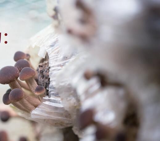 新晋超级食物:蘑菇