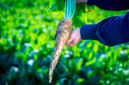 菊粉和低聚果糖成为率先被中国营养学会认可的益生元