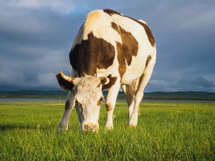 内蒙古生鲜牛乳高质量标准体系地方标准顺利通过审定