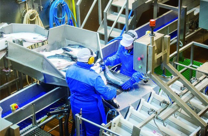 国产三文鱼来袭 自动化模式或成行业加工趋势