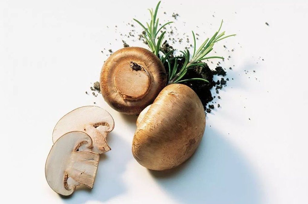 智能化打造食用菌生产新模式