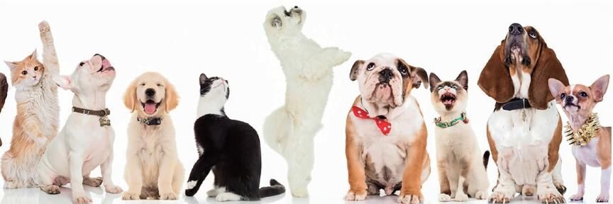 宠物食品的进阶之路