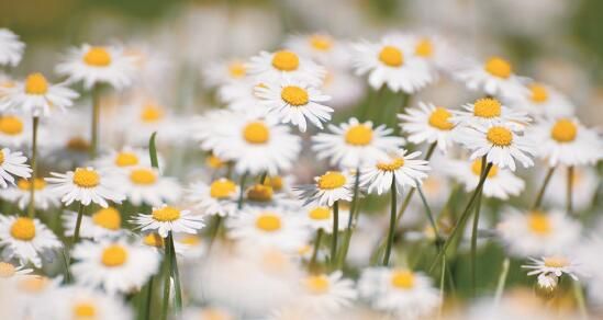 植物提取物功效盘点（上）