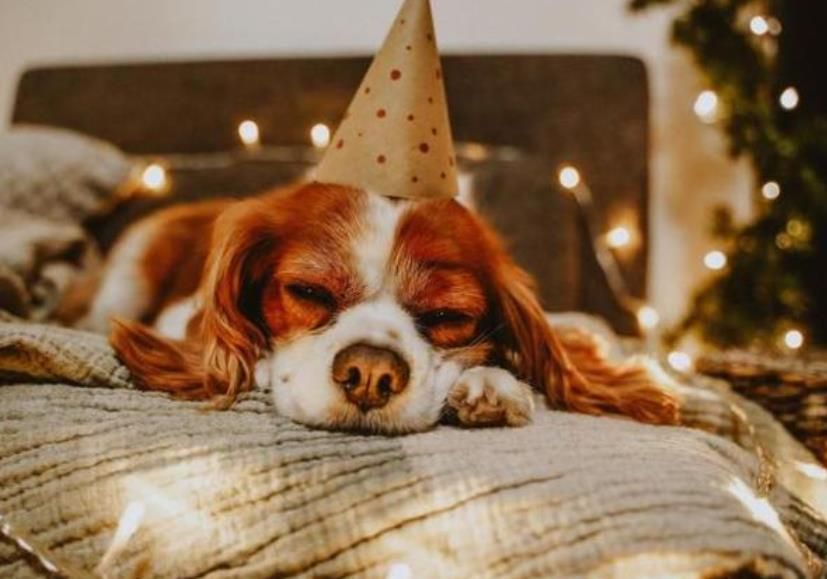 宠物市场迎来爆发式增长 宠物食品企业该如何突破创新?