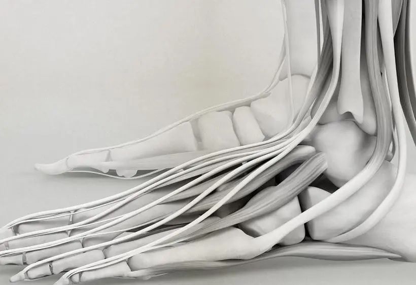 3D打印可吸收聚合物支架助力肌腱和韧带重建