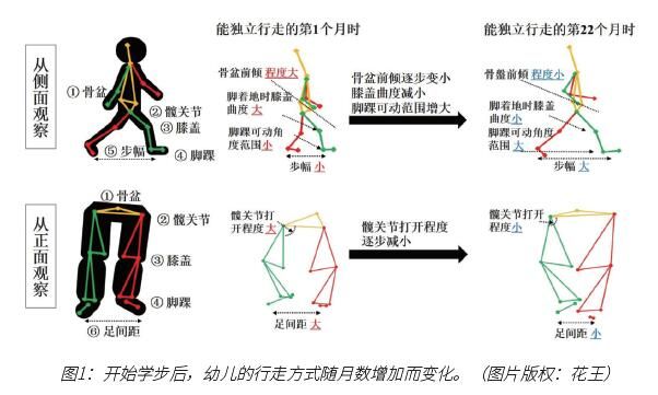 花王开发移动步态变化捕捉技术， 助力婴儿纸尿裤开发