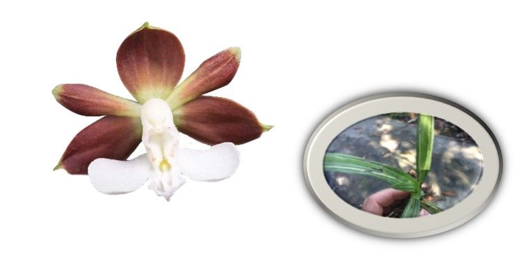 珍稀物种“虾脊兰” 的肌肤抗衰奥秘  Provital 姝亚