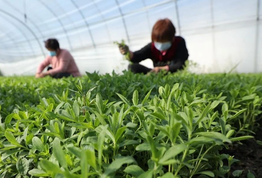 泰莱集团携手Earthwatch扩大甜叶菊可持续种植计划