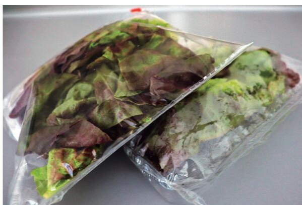 薄膜增刊 | 无惧雾水， 添加剂让食品包装和温室薄膜更明亮